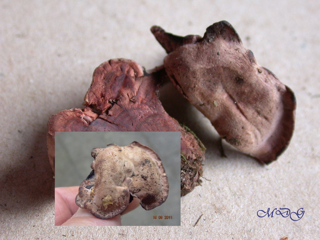 Difficile... chiss� ? QUIZ